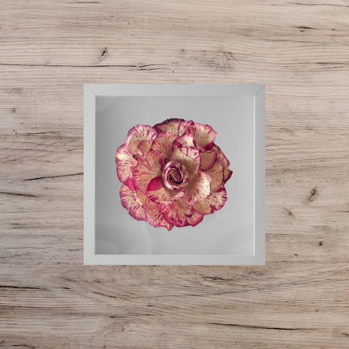 pink and white striped rose in a white frame