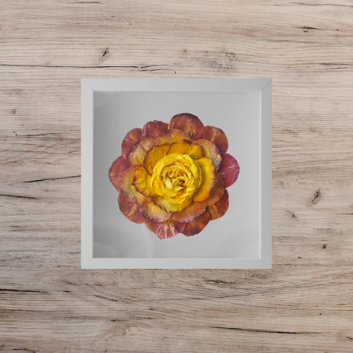 yellow, orange and dark pink rose in a white frame