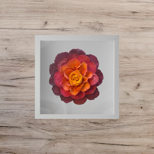 yellow, orange and red rose in a white frame