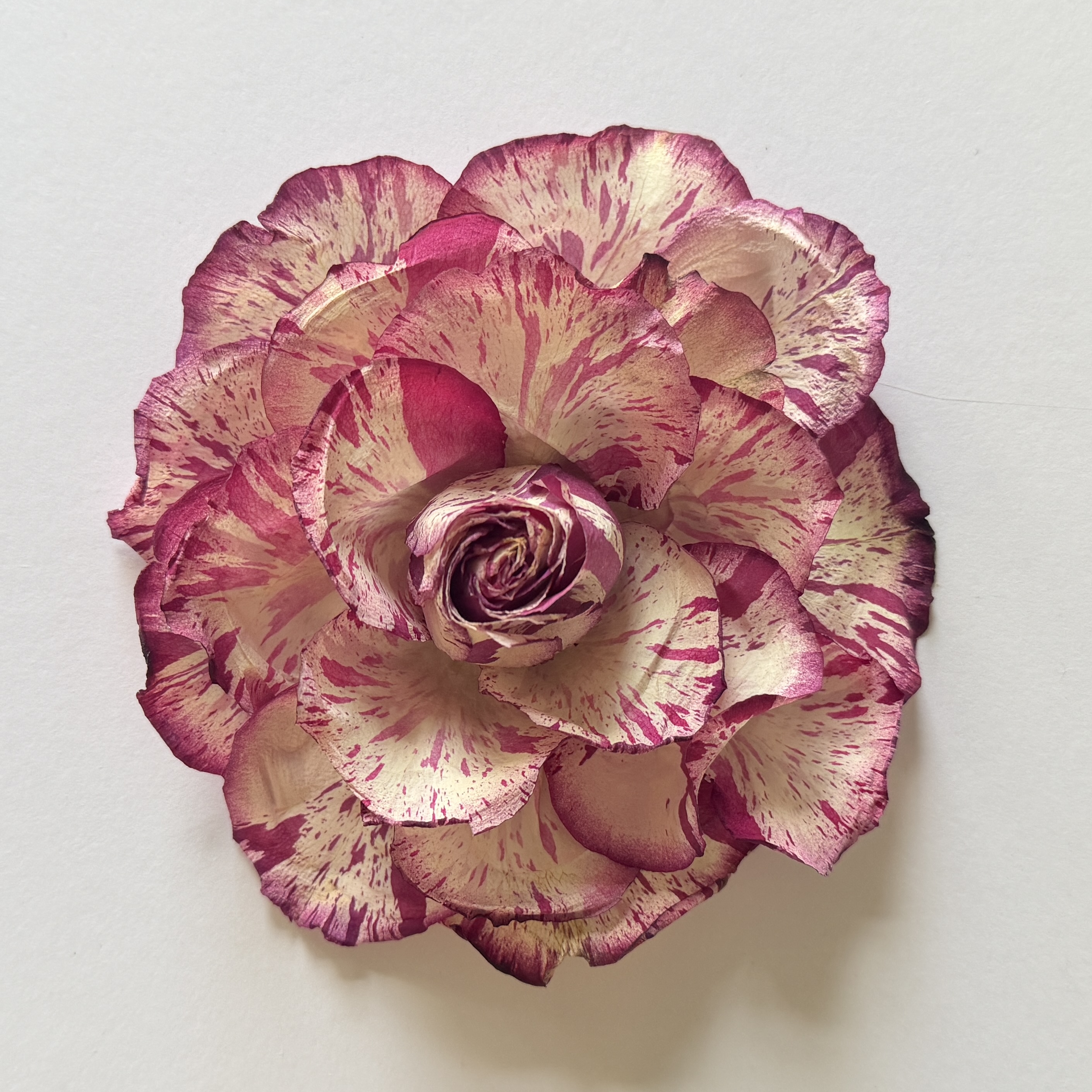 pink and white striped rose
