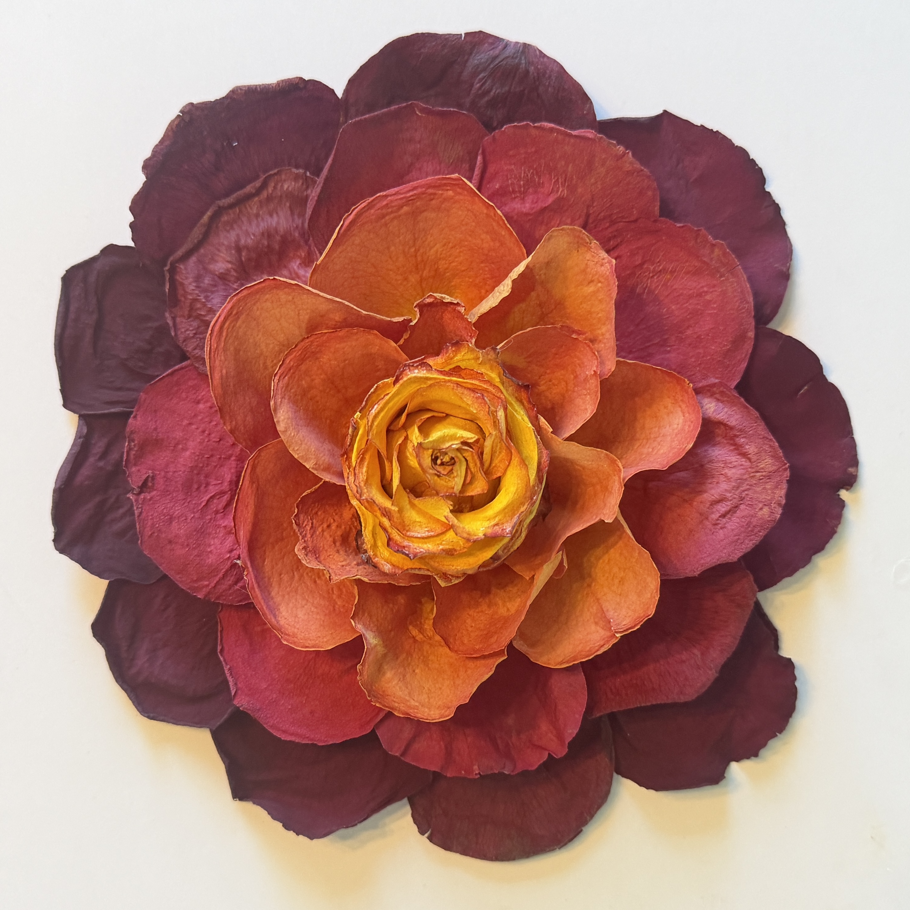 yellow, orange and red rose