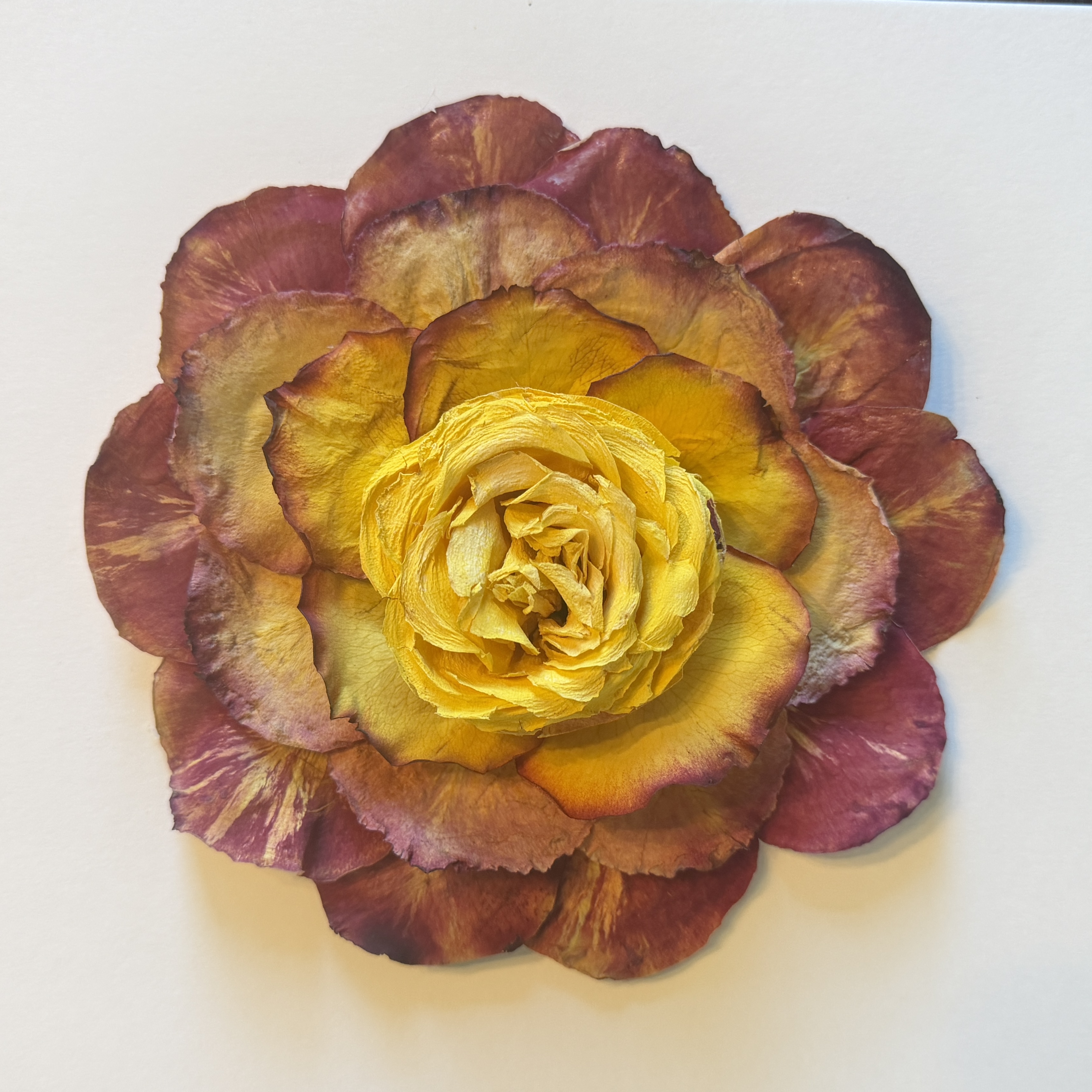 yellow, orange and dark pink rose