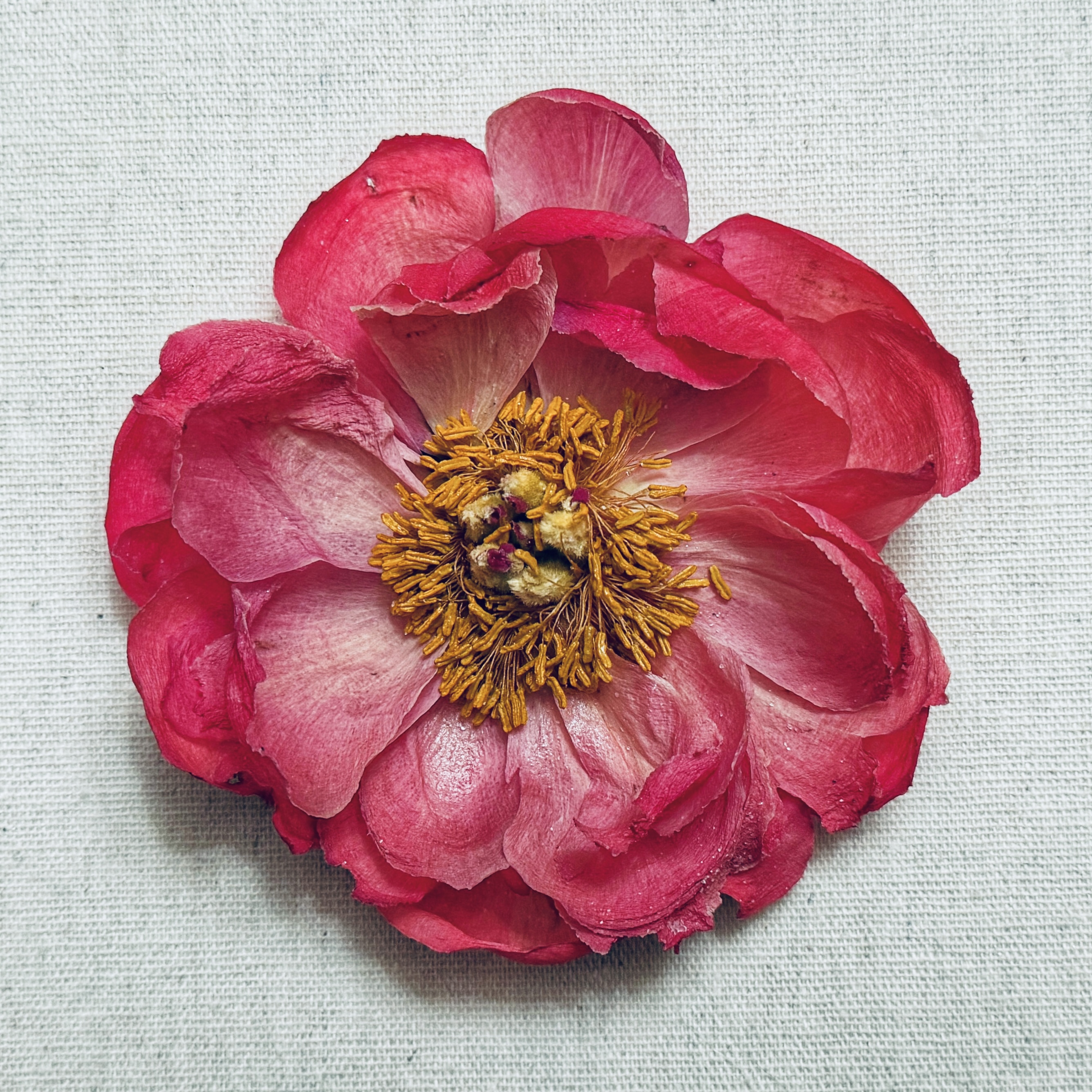 hot pink peony