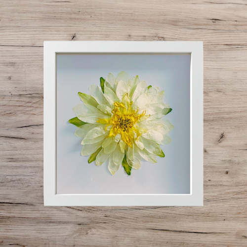 white water lily on a white background in a white frame