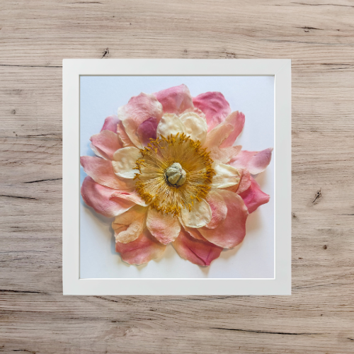 pale pink peony in a white square frame