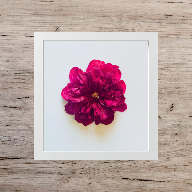 magenta peony in a white square frame