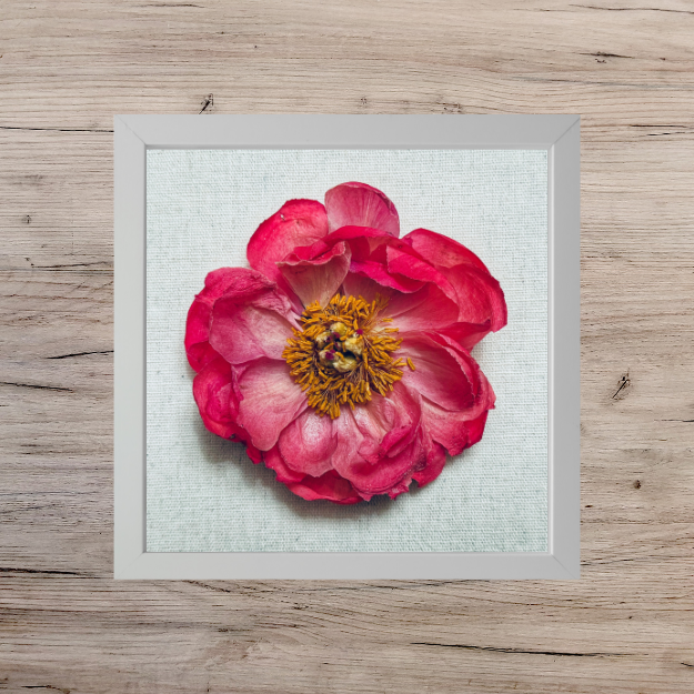 hot pink peony in a white square frame