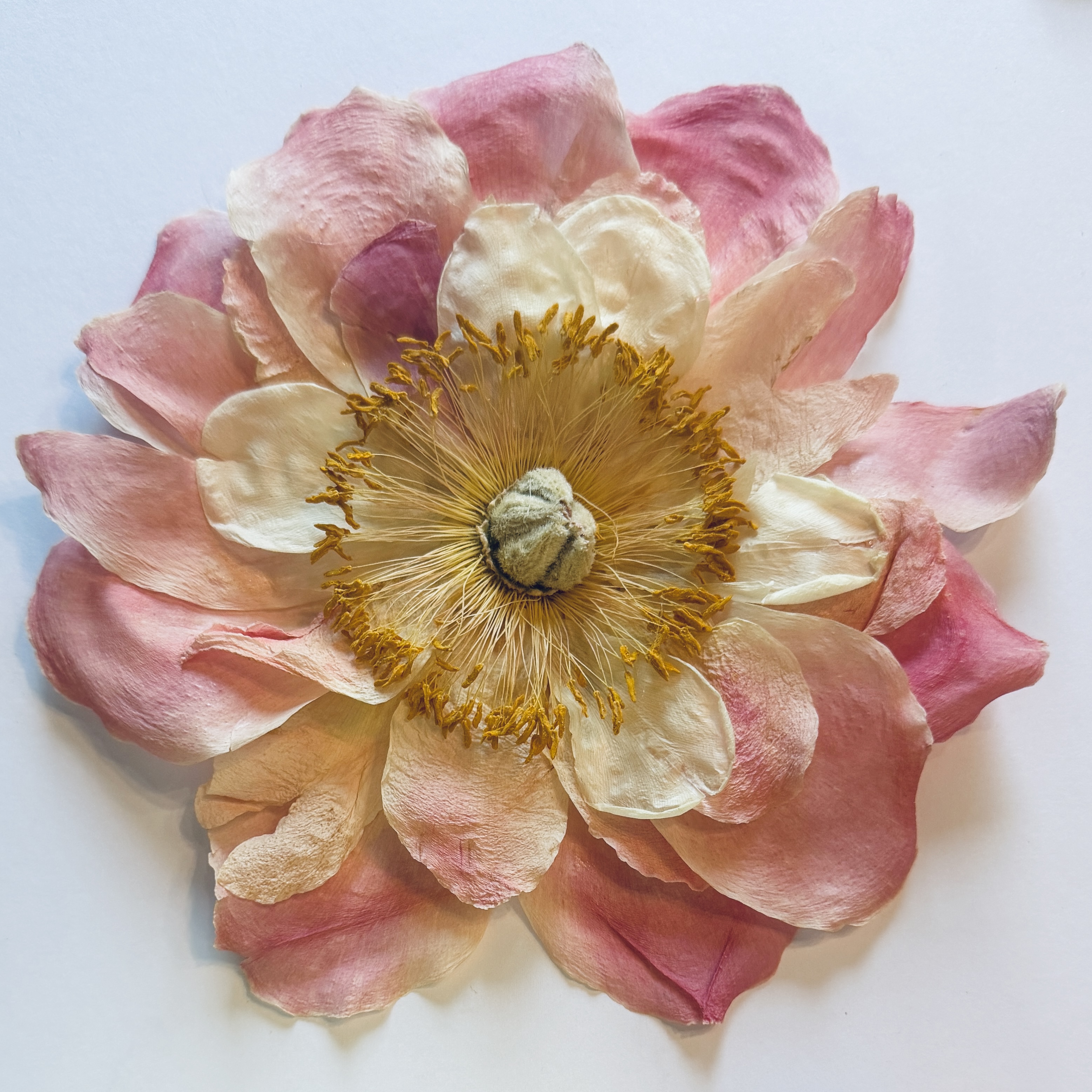 pale pink peony
