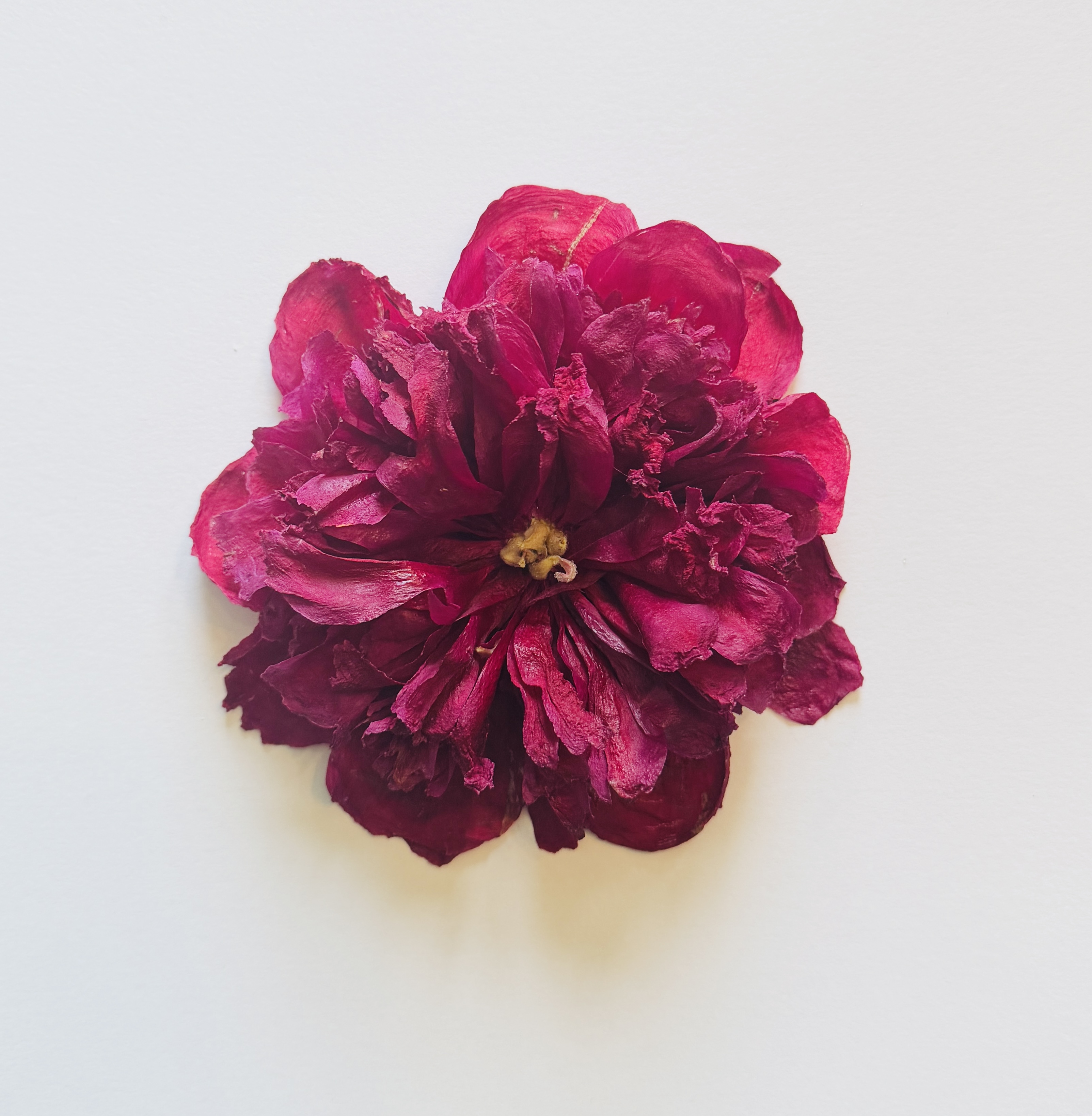 magenta peony