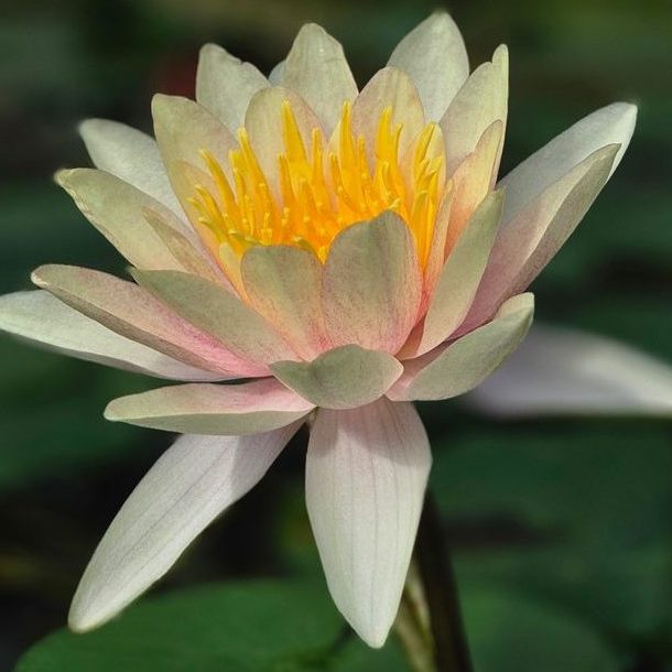 serene pink water lily in tranquil pond